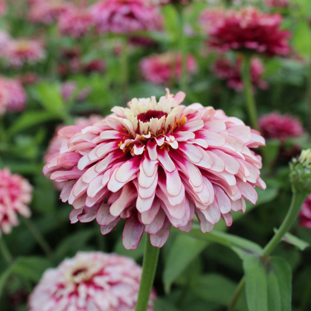 Zinnia Mazurkia