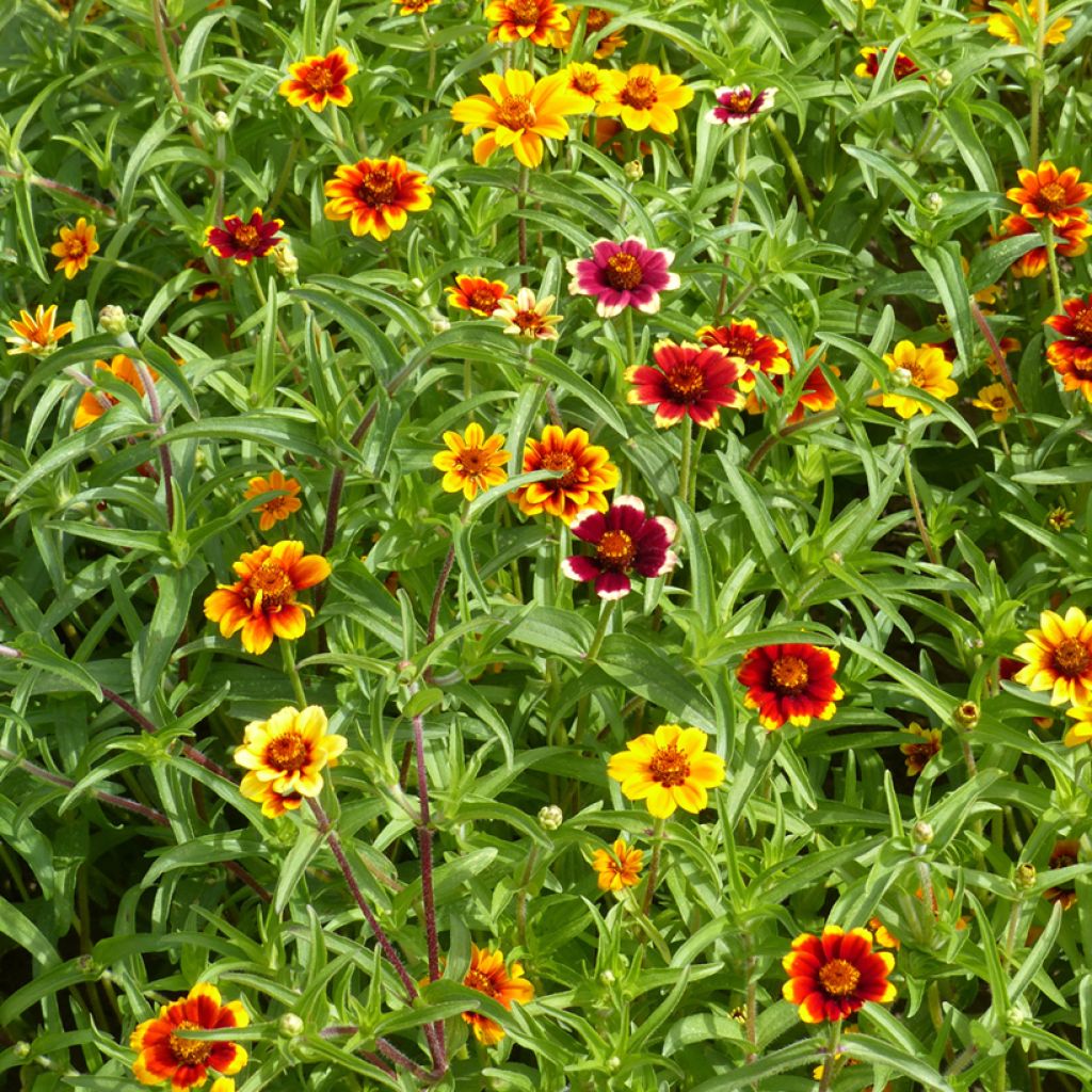 Zinnia Persian Carpet mix