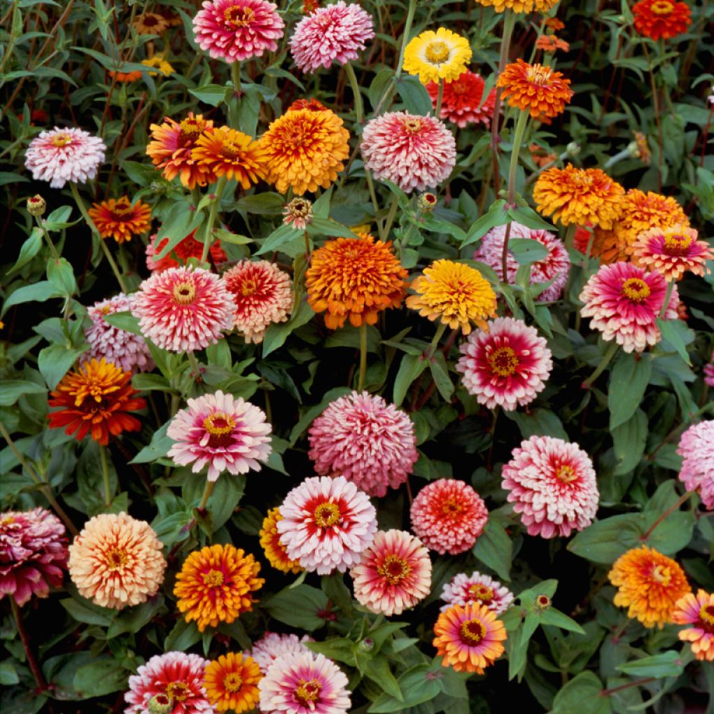 Zinnia Whirlygig Mixed