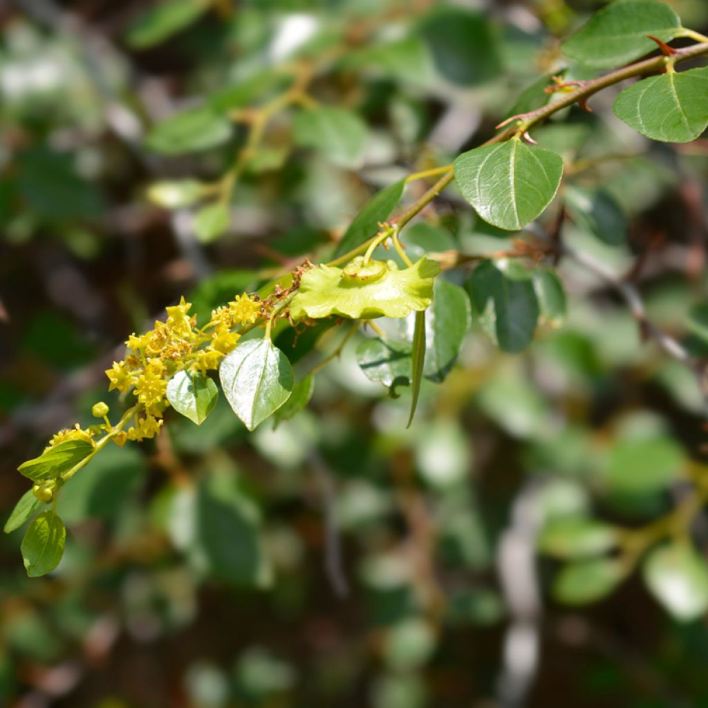 Ziziphus spina-christi