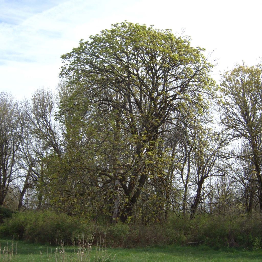Acer macrophyllum