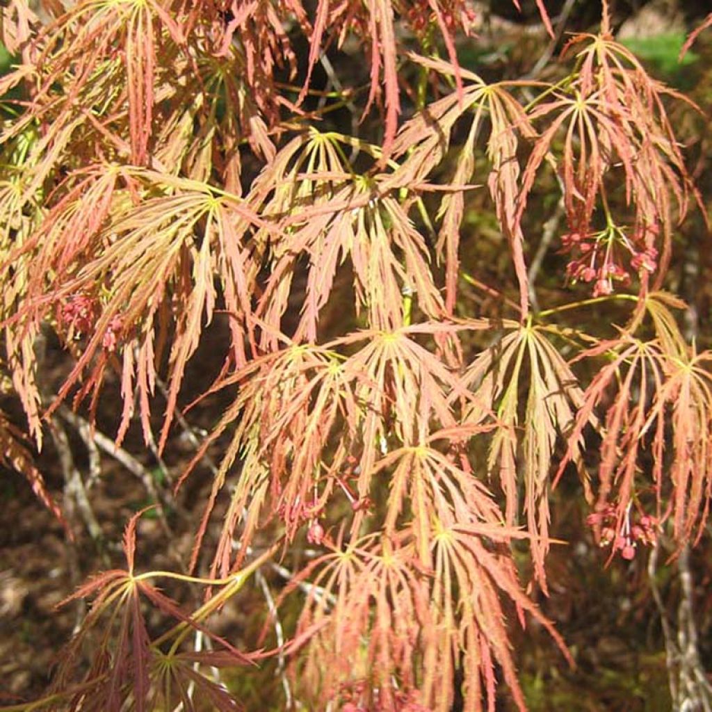 Acer palmatum Dissectum - Acero giapponese