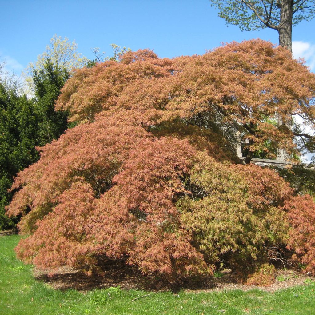 Acer palmatum Dissectum - Acero giapponese