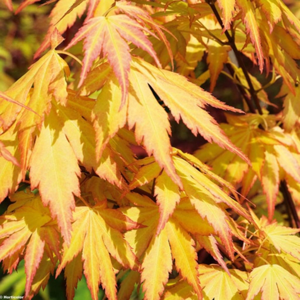 Acer palmatum Orange Dream - Acero giapponese