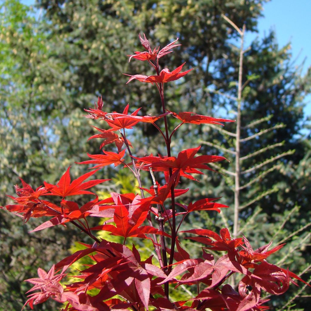 Acer palmatum Twomblys Red Sentinel - Acero giapponese