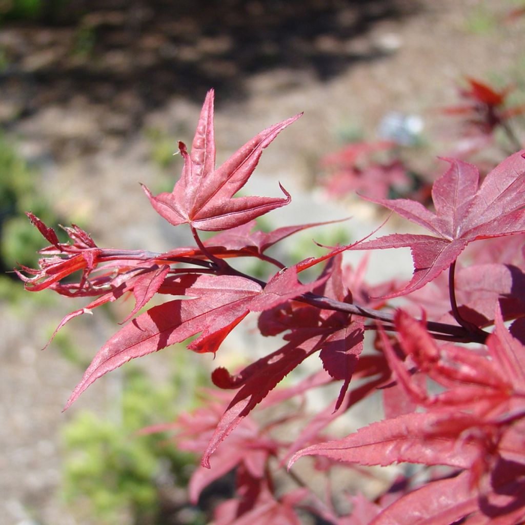 Acer palmatum Twomblys Red Sentinel - Acero giapponese