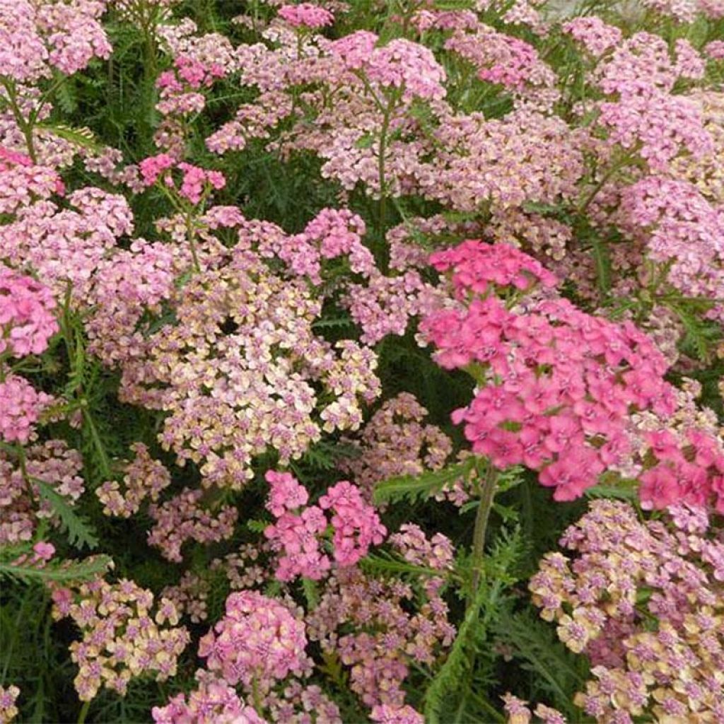 Achillea millefolium Tutti Frutti Apricot Delight