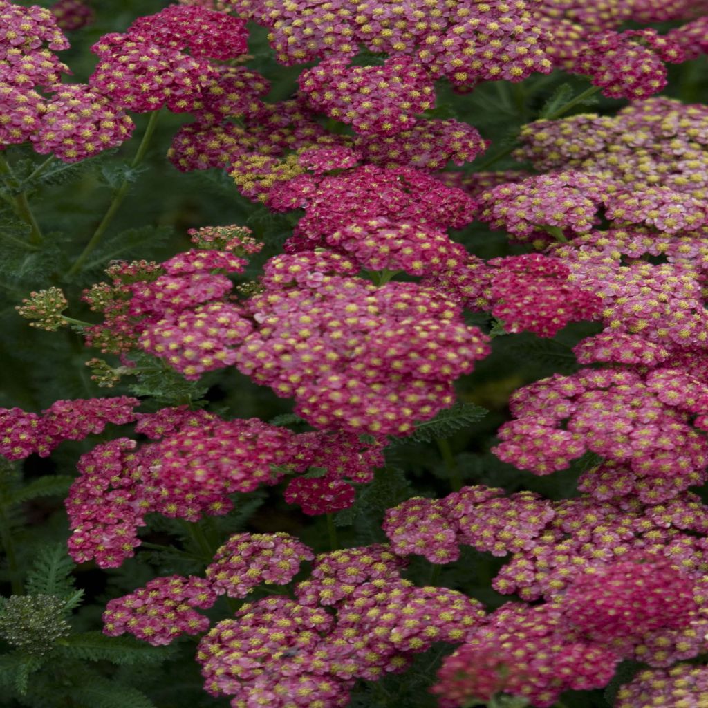 Achillea millefolium Pomegranate