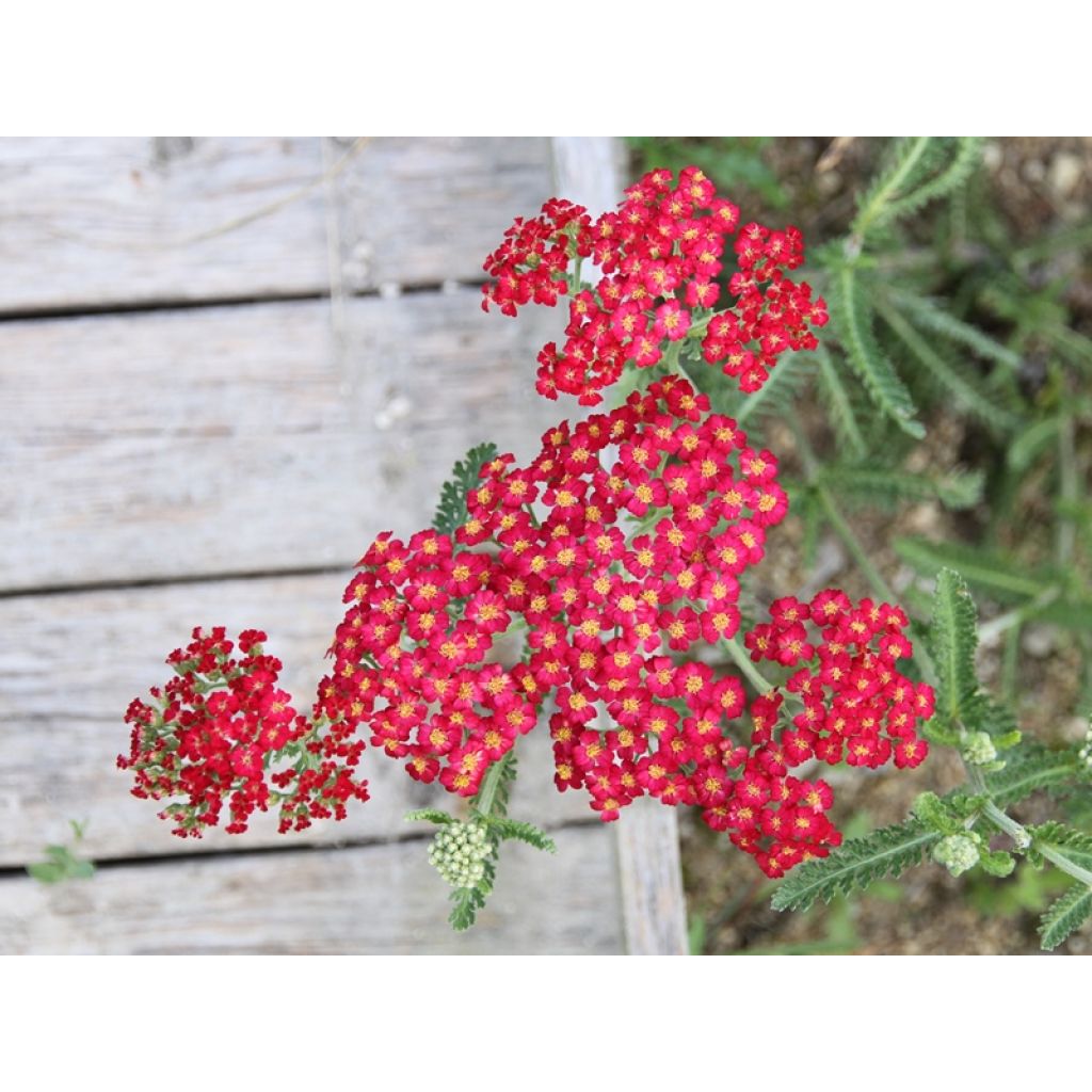 Achillea millefolium Paprika