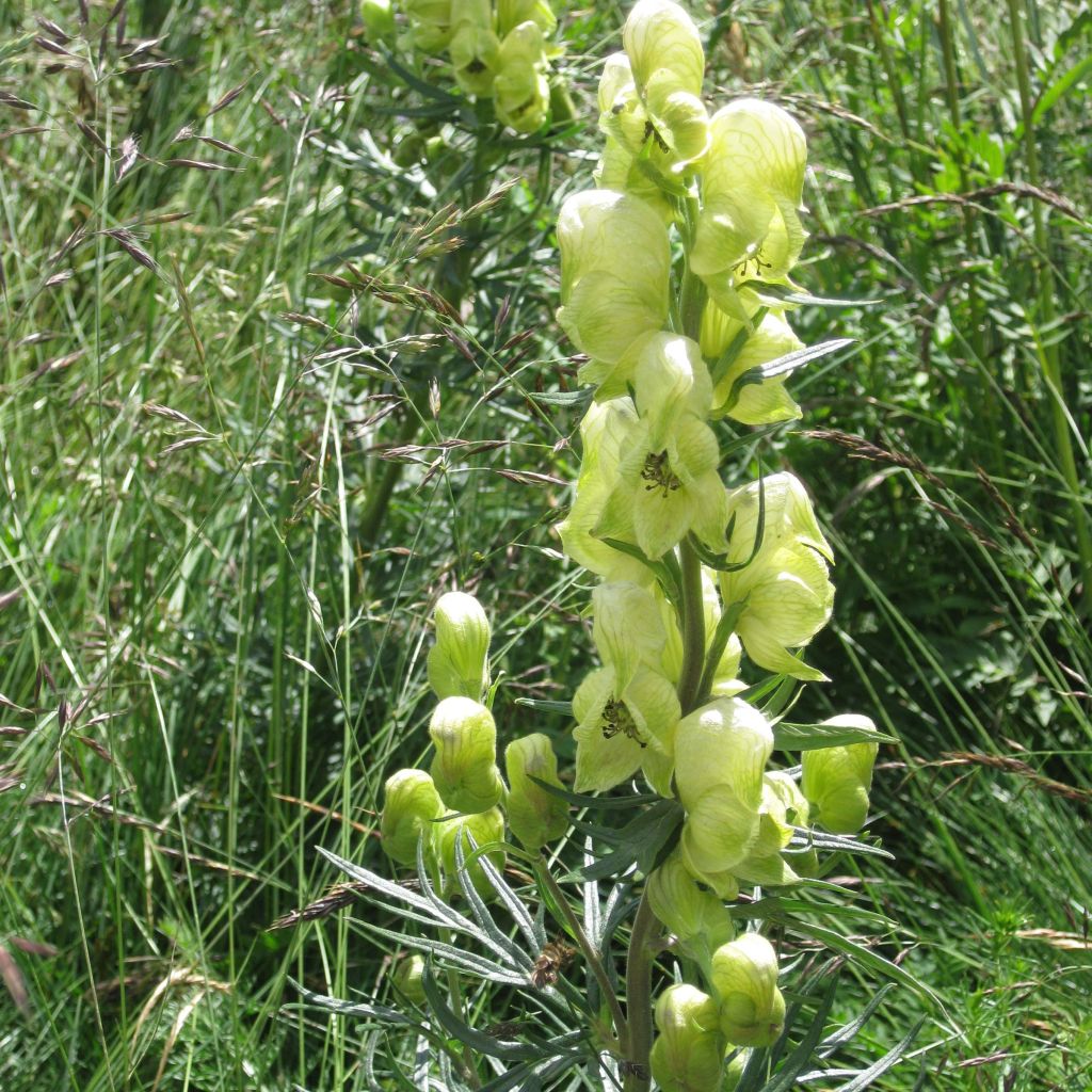 Aconito antora - Aconitum anthora