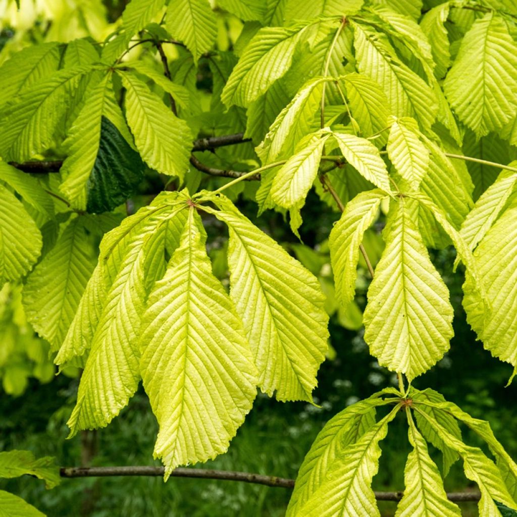 Aesculus hippocastanum Wisselink - Ippocastano