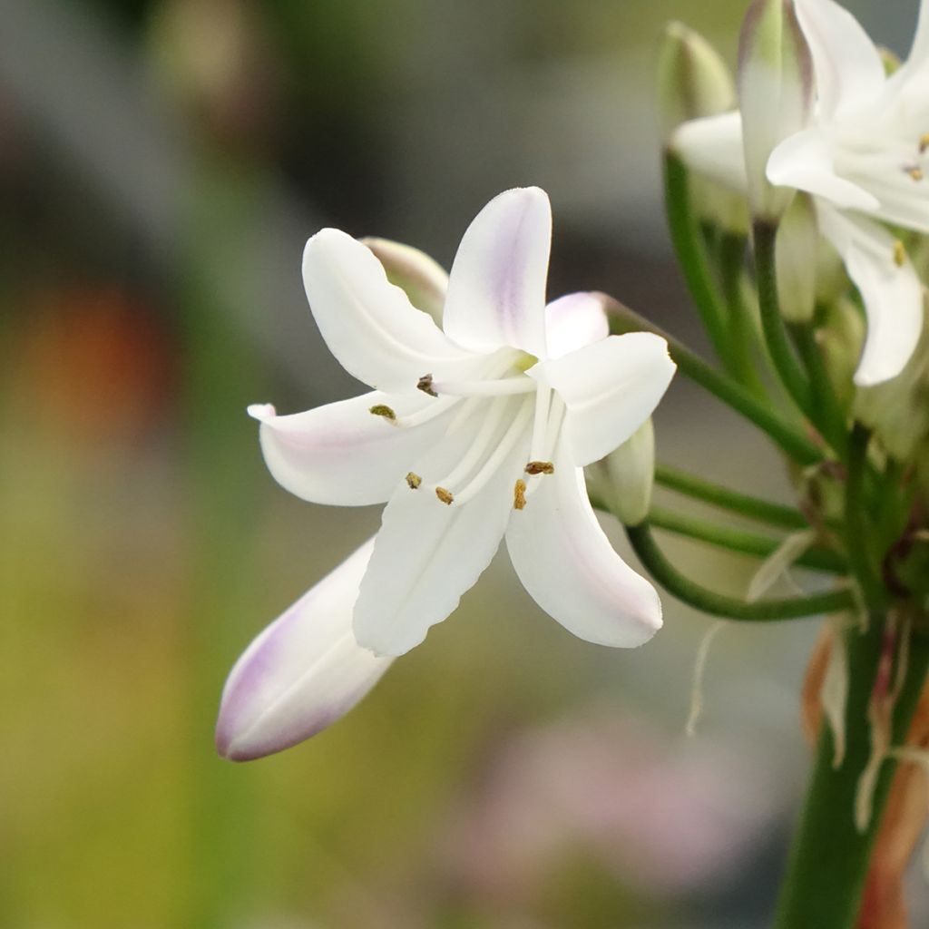 Agapanthus Glacier Stream