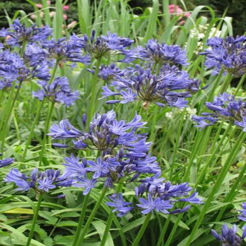 Agapanthus Navy Blue