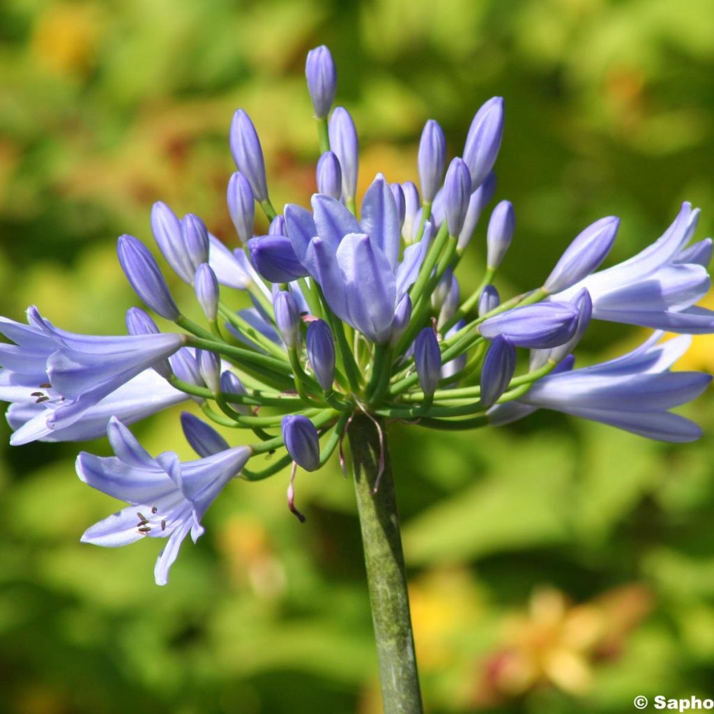 Agapanthus Pitchoune Blue
