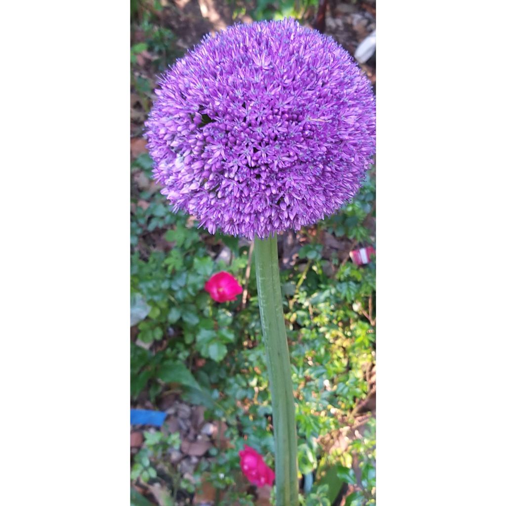 Allium Ambassador - Aglio ornamentale