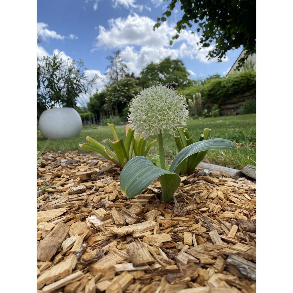 Allium karataviense Ivory Queen - Aglio ornamentale