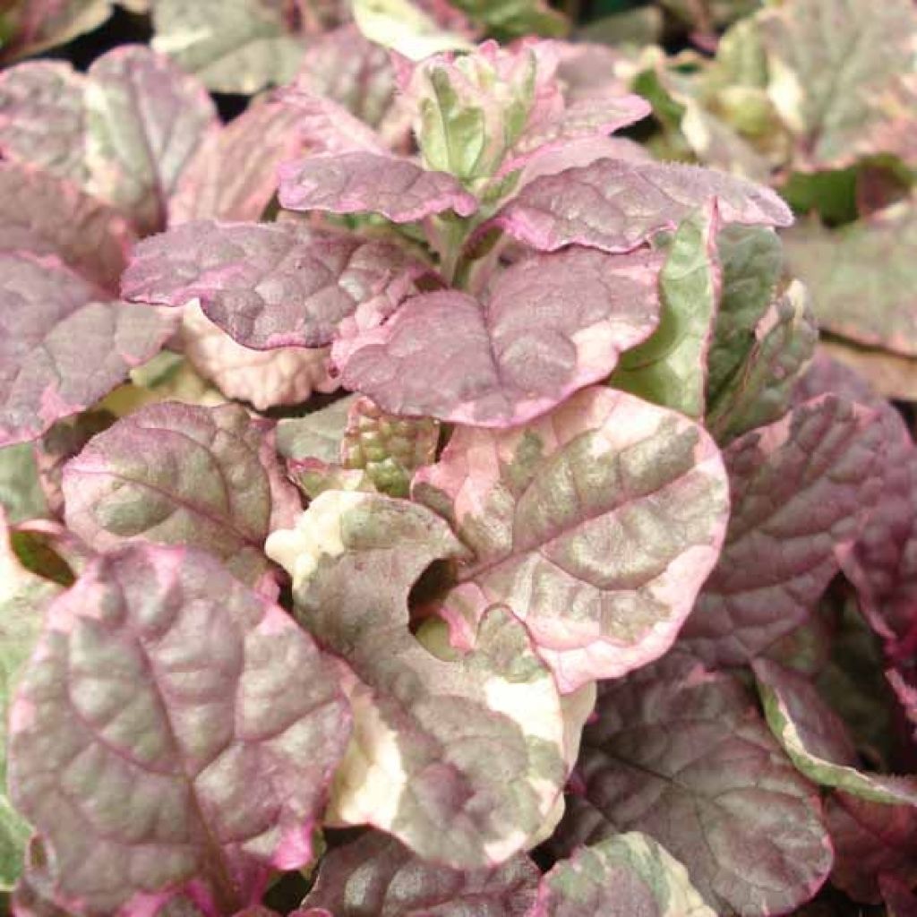 Ajuga reptans Burgundy Glow - Bugola