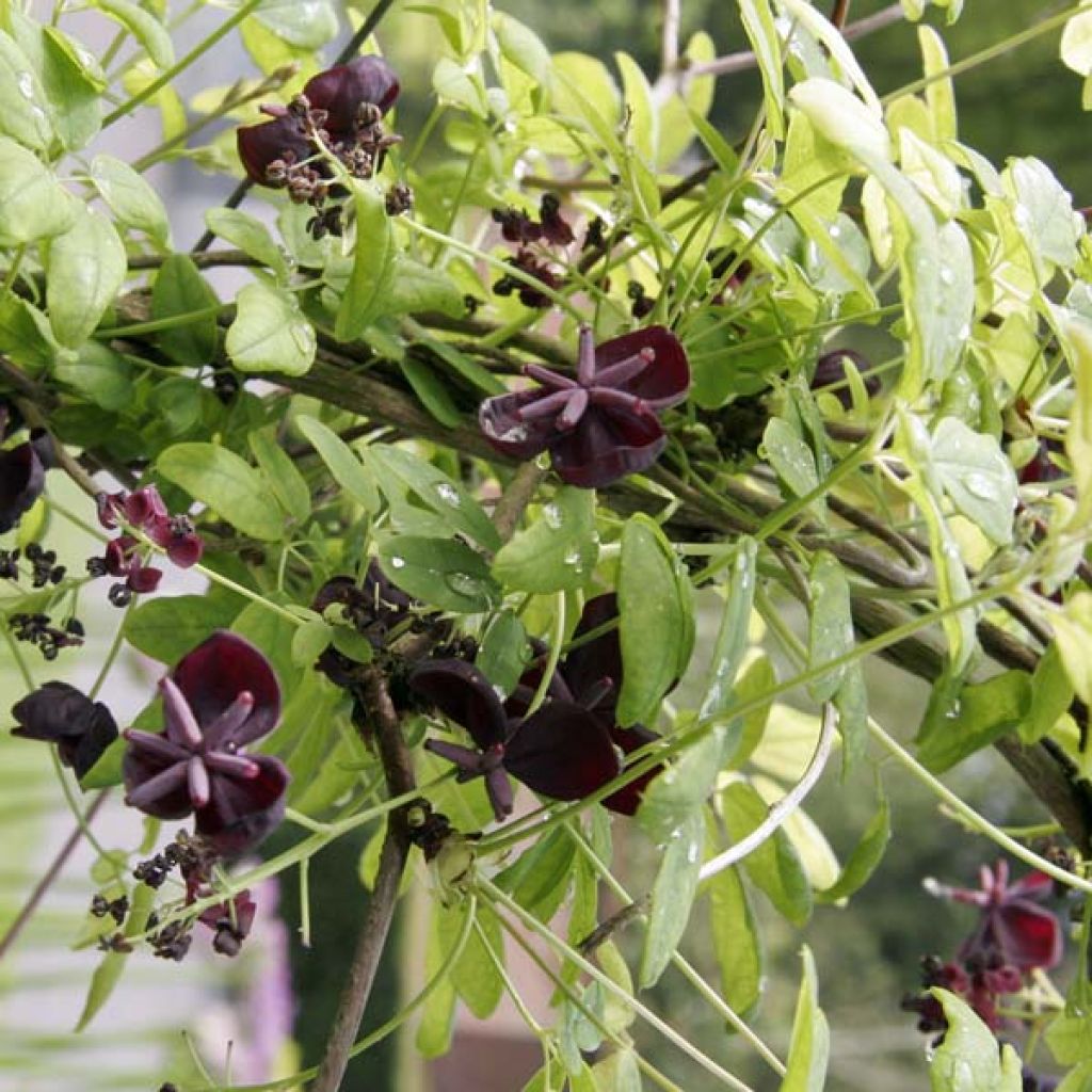 Akebia quinata - Akebia a cinque foglie