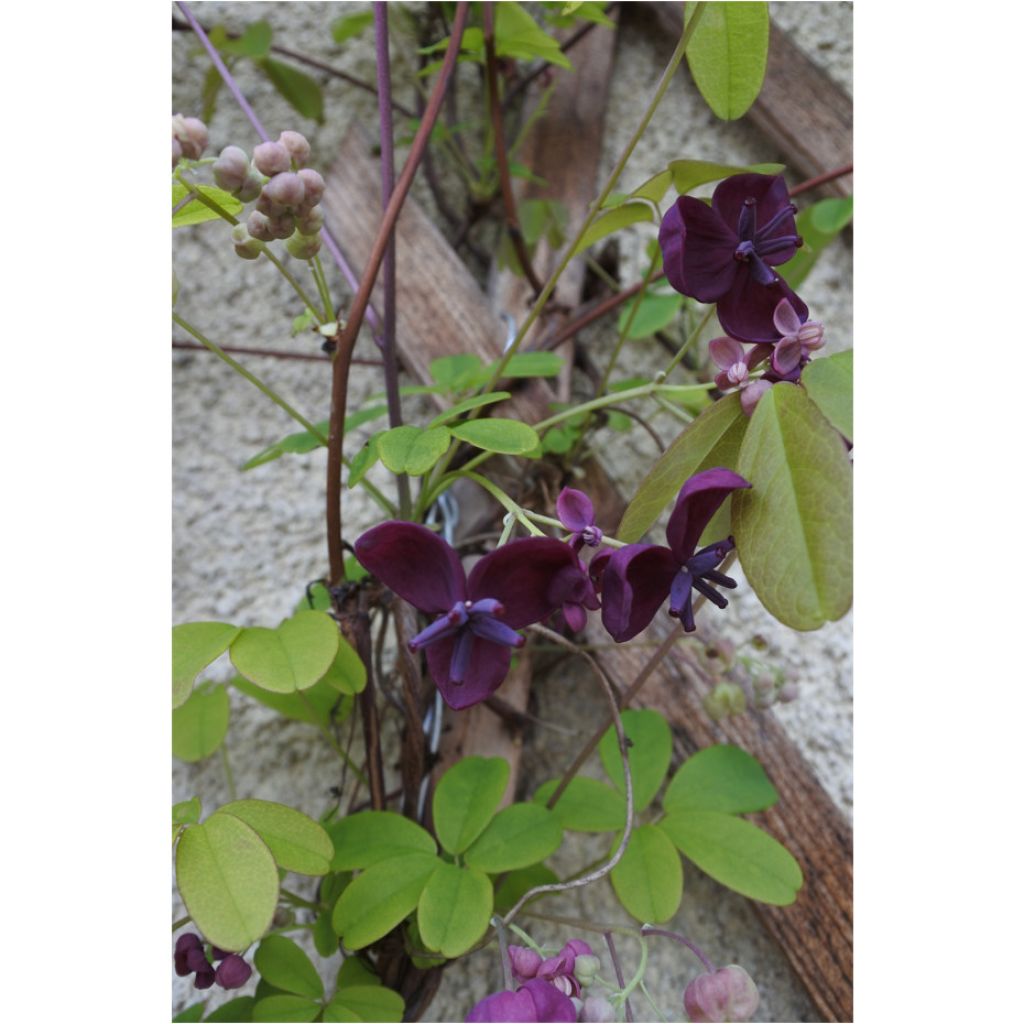 Akebia quinata - Akebia a cinque foglie