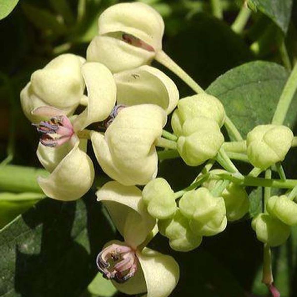 Akebia quinata Cream Form - Akebia a cinque foglie