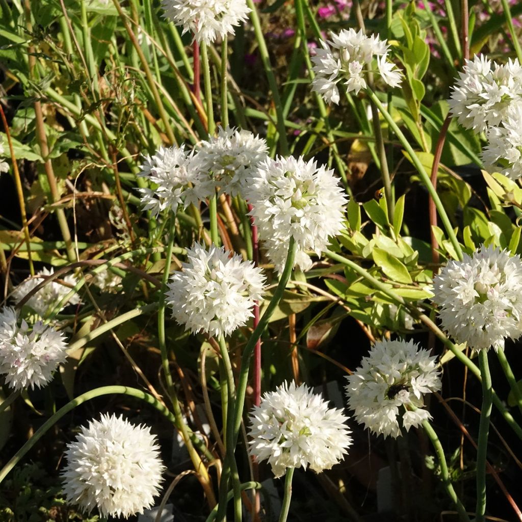 Allium amplectens Graceful Beauty - Aglio ornamentale
