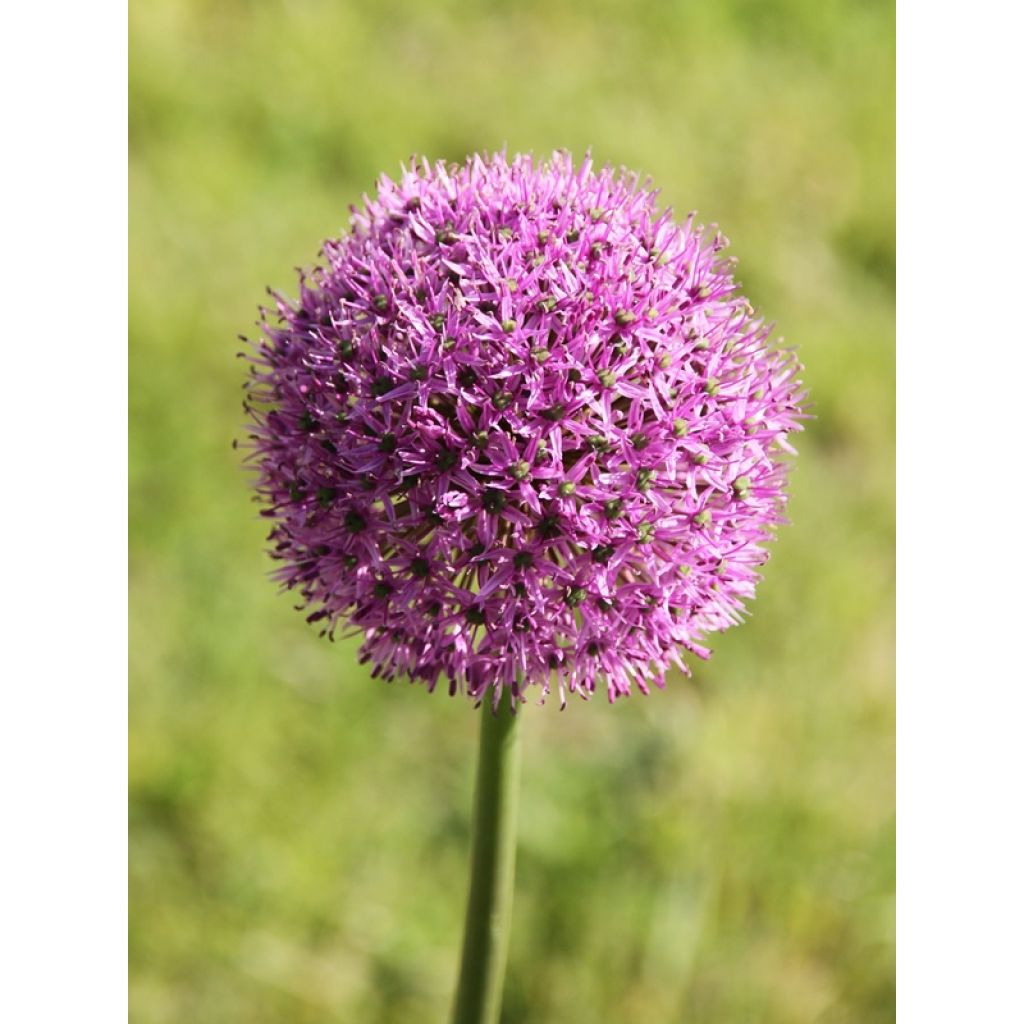 Allium Gladiator - Aglio ornamentale