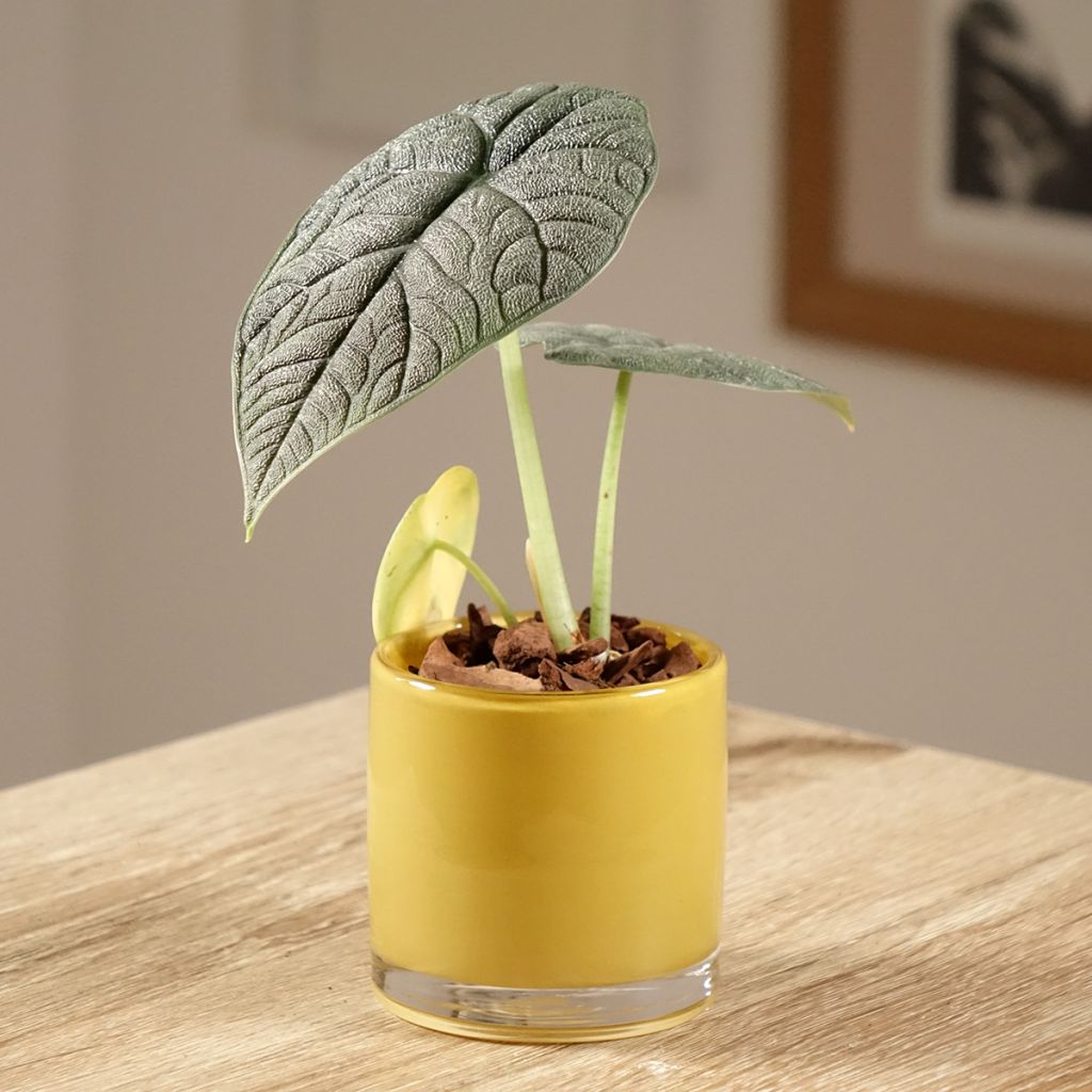 Alocasia melo -  Orecchie d'Elefante