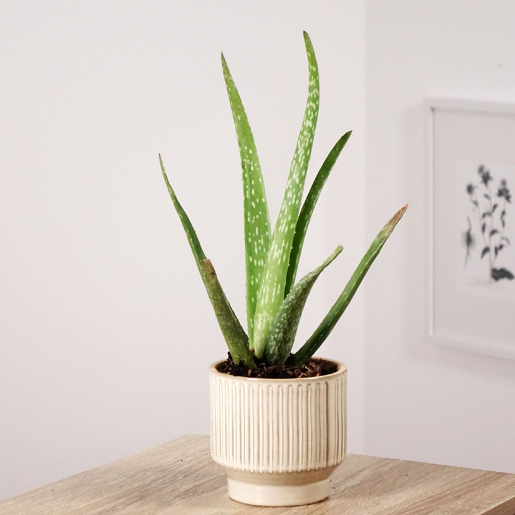 Aloe vera - Aloe delle Barbados