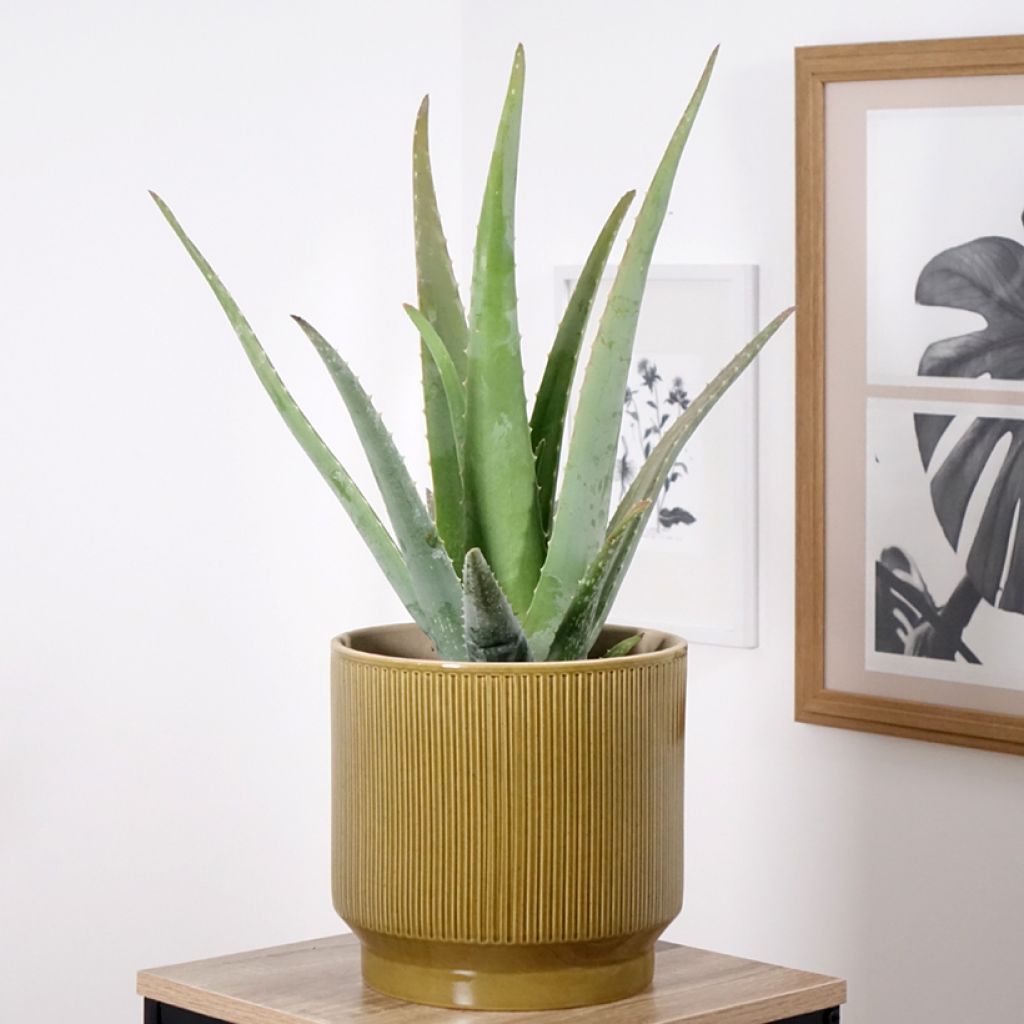 Aloe vera - Aloe delle Barbados