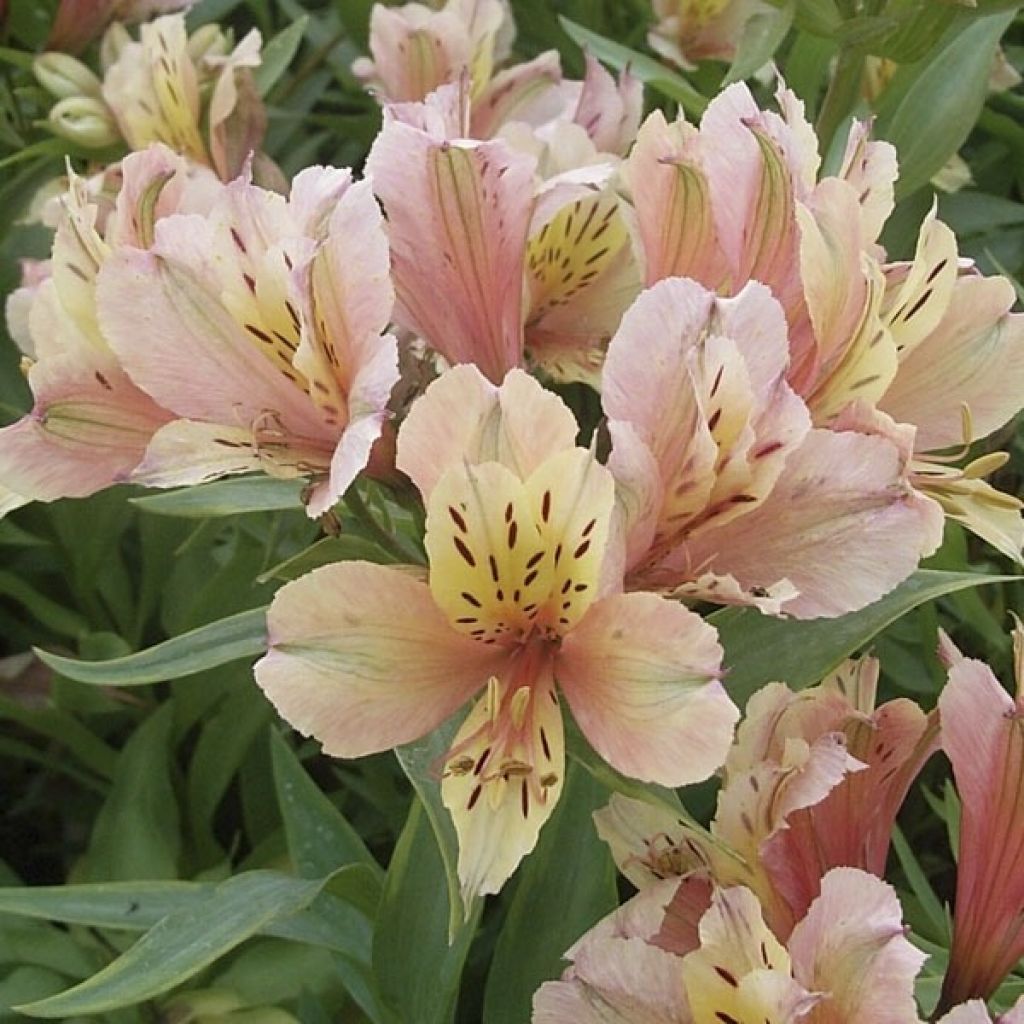 Alstroemeria Inca Ice