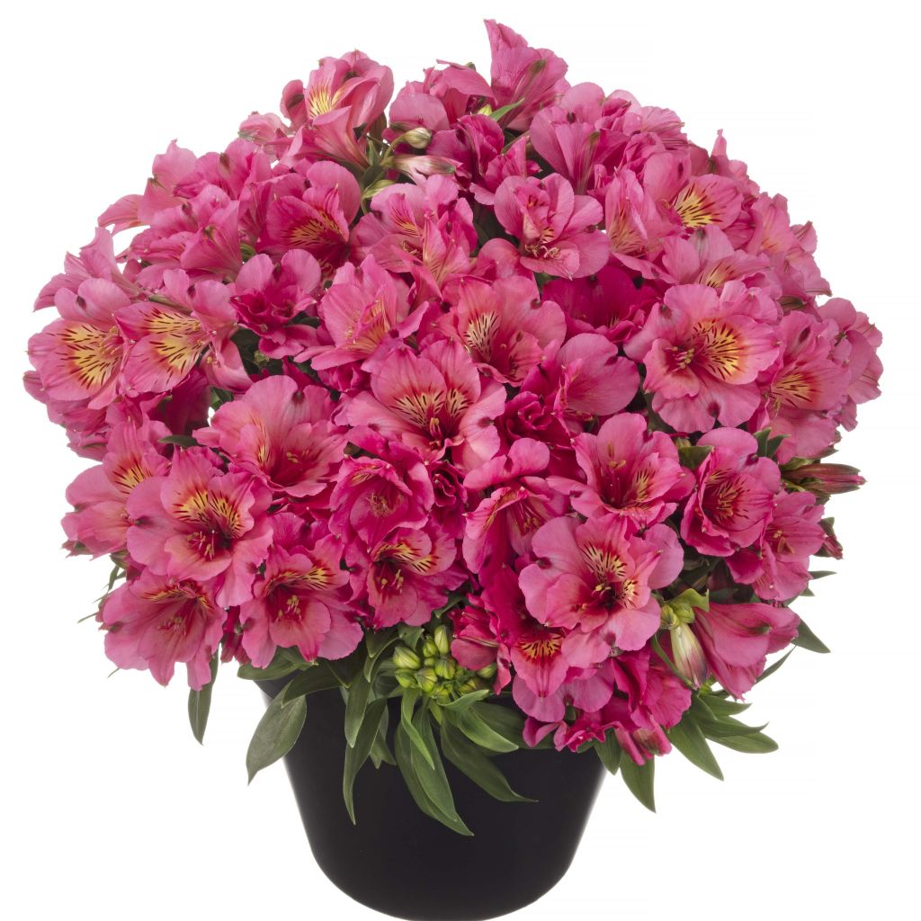 Alstroemeria Inticancha Sun Malaga