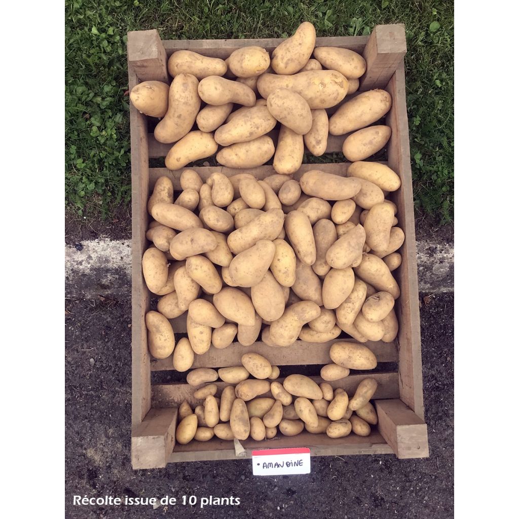 Patata Amandine