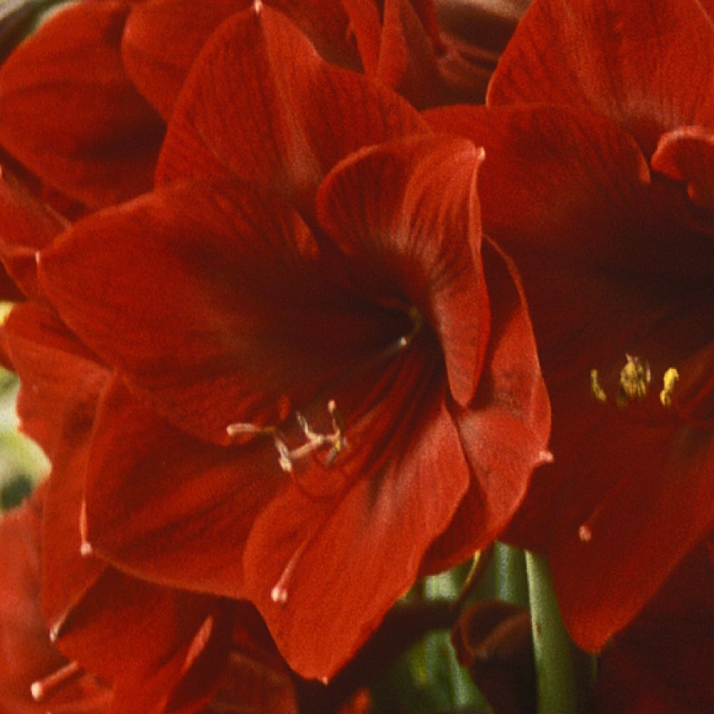 Amaryllis Benfica - Hippeastrum