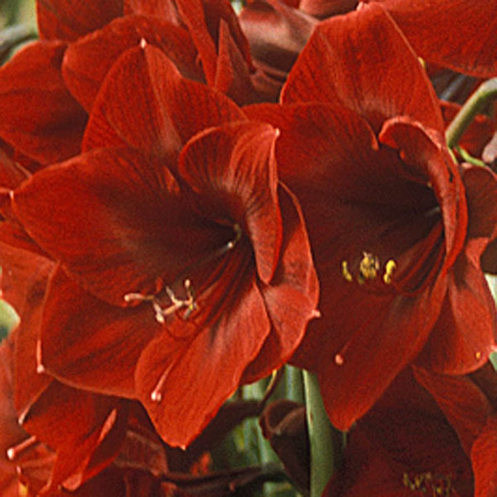 Amaryllis Benfica - Hippeastrum