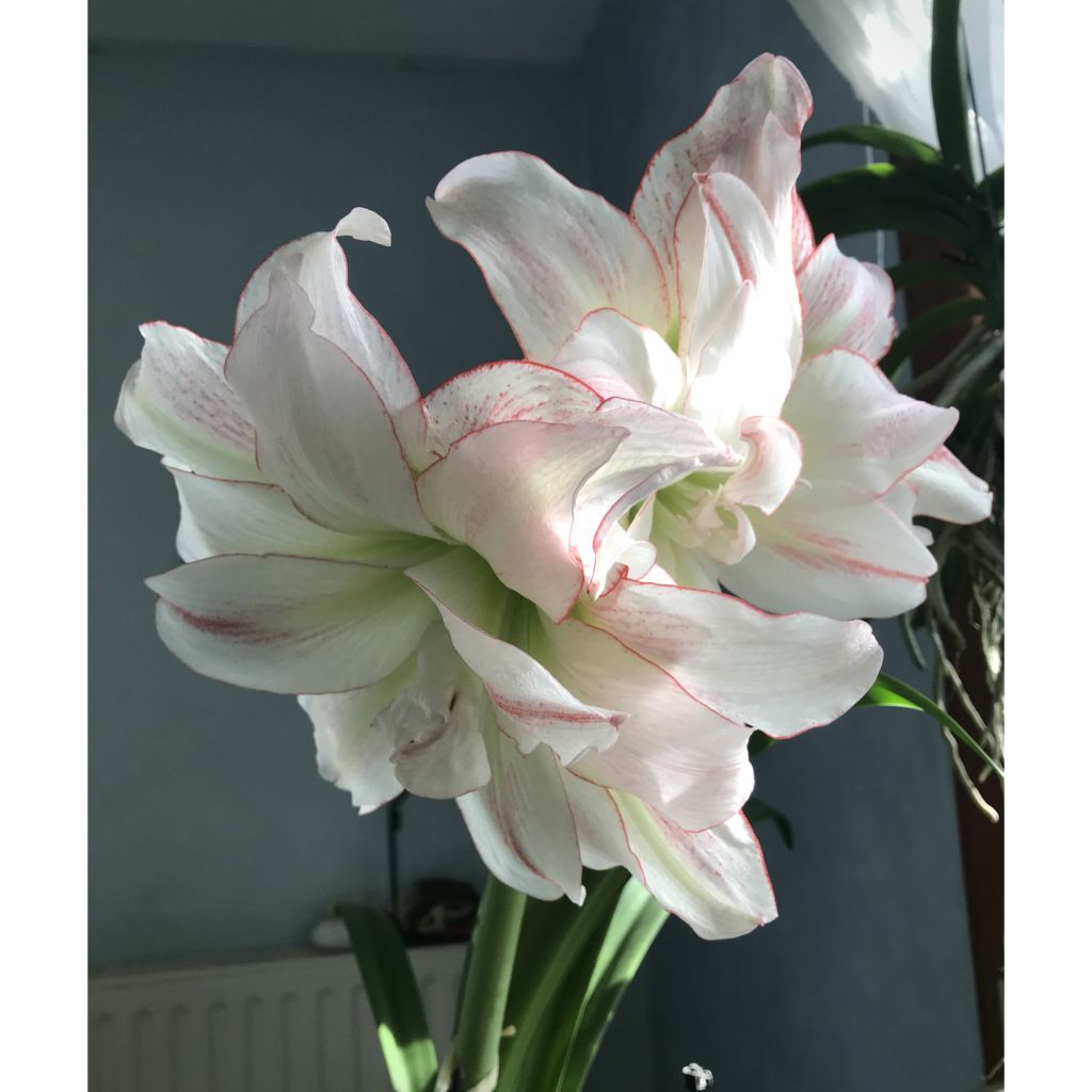 Amaryllis Double Aphrodite - Hippeastrum