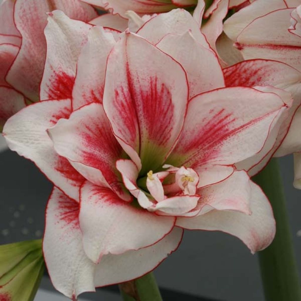 Amaryllis doppio Elvas