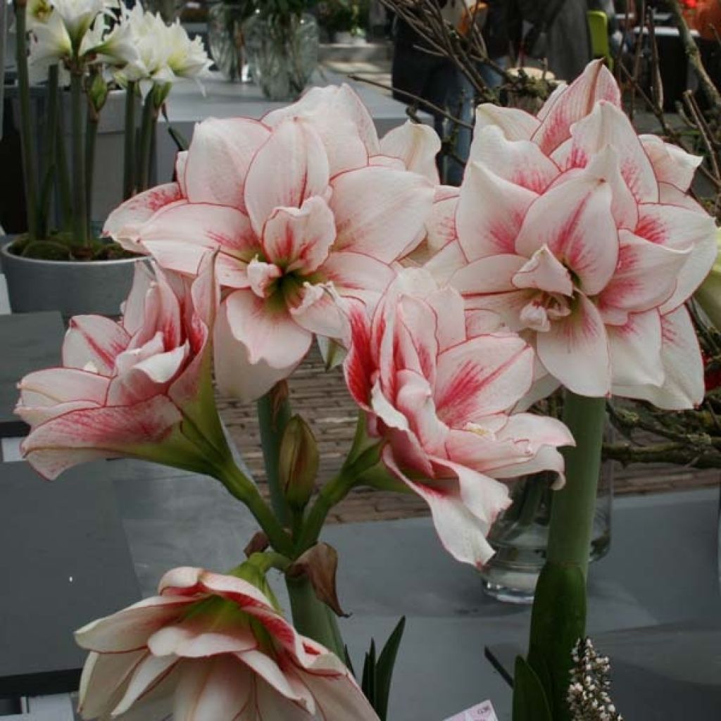 Amaryllis doppio Elvas