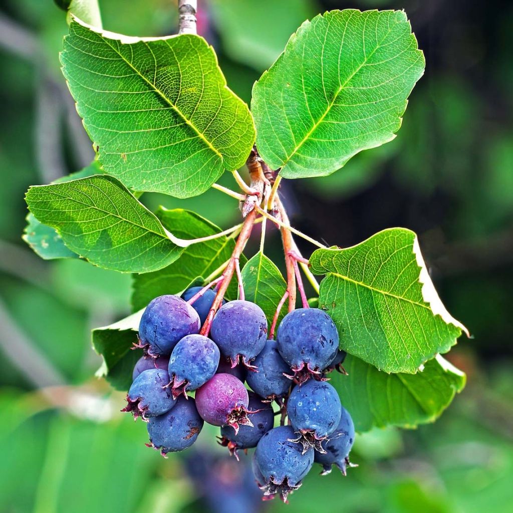 Amelanchier alnifolia Saskatoon Berry - Amelanchier