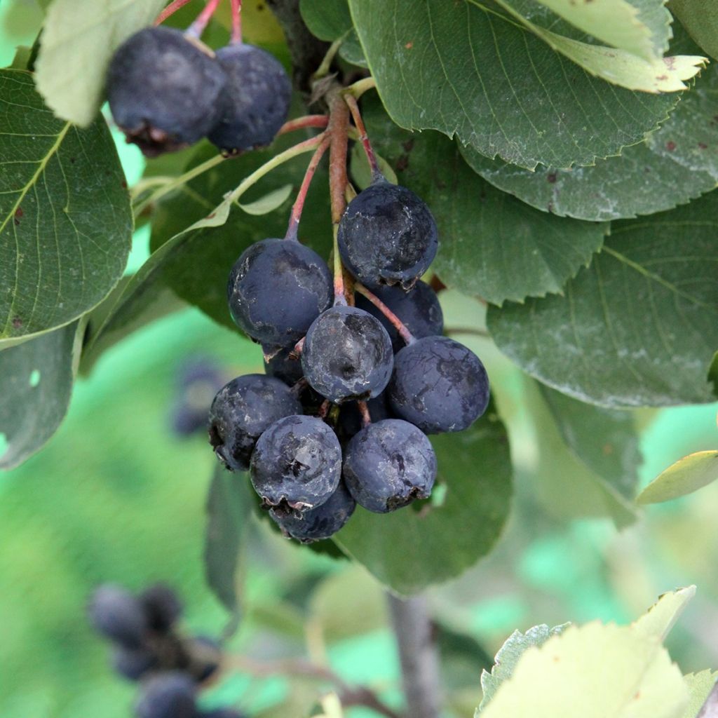 Amelanchier alnifolia Saskablue - Amelanchier