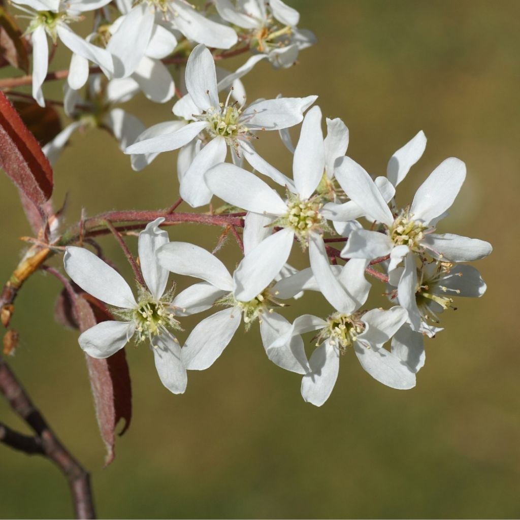 Amelanchier lamarckii - Pero corvino