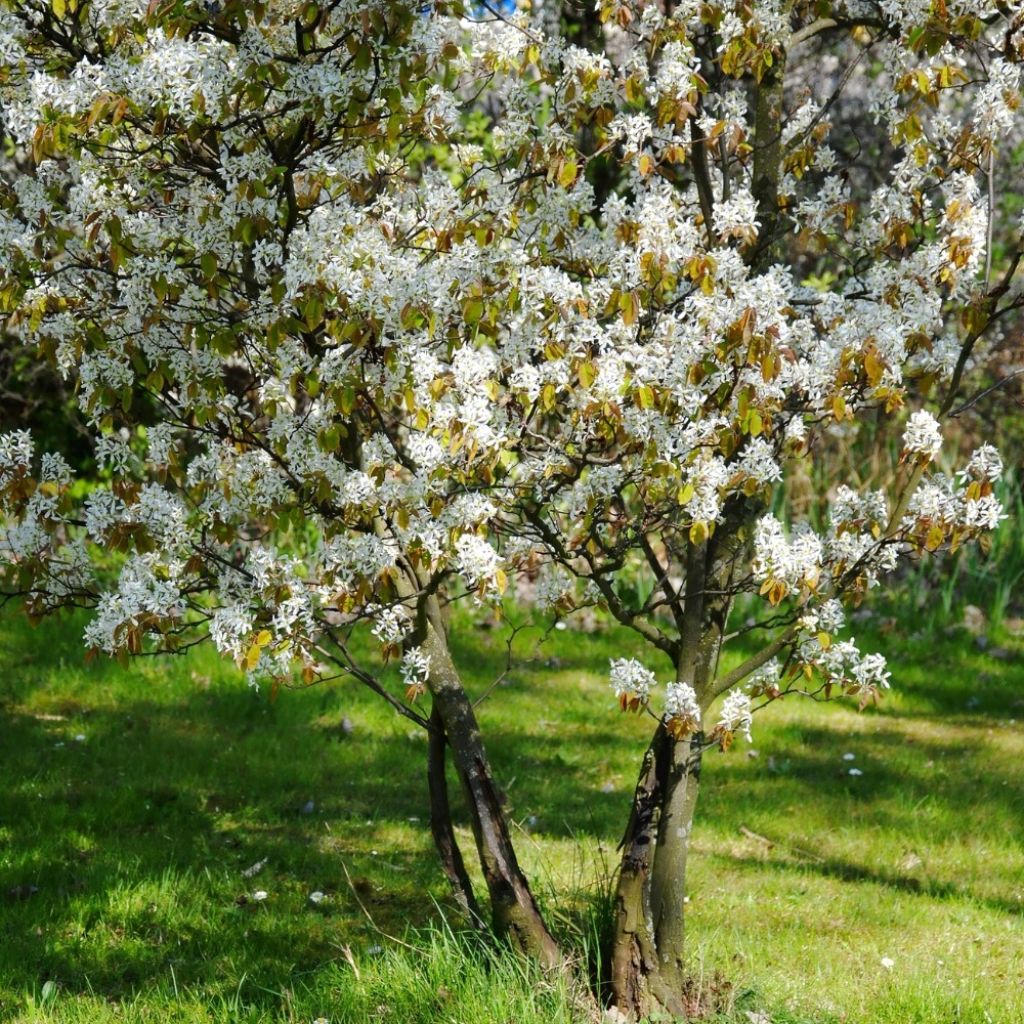 Amelanchier lamarckii - Pero corvino