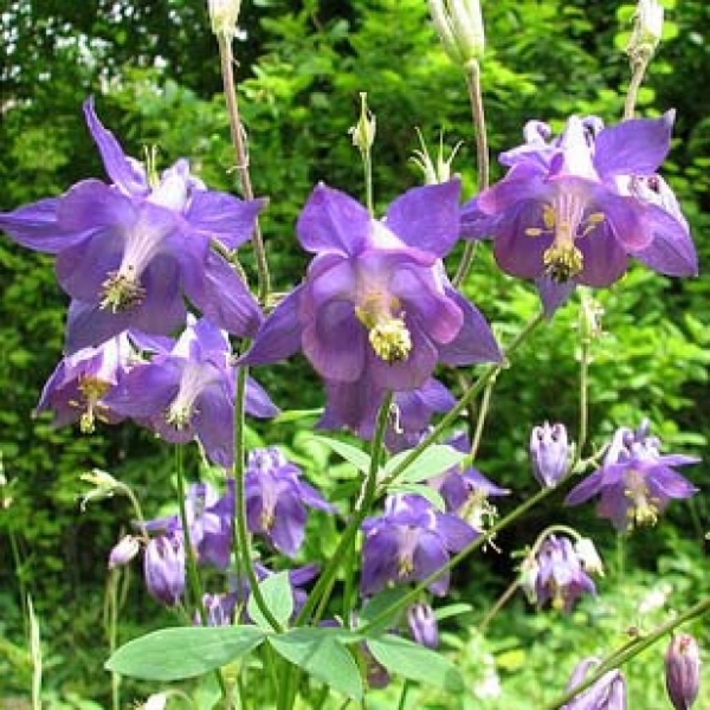 Aquilegia alpina