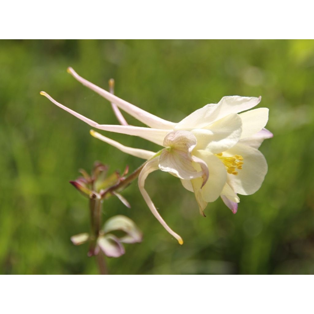 Aquilegia Mac Kana