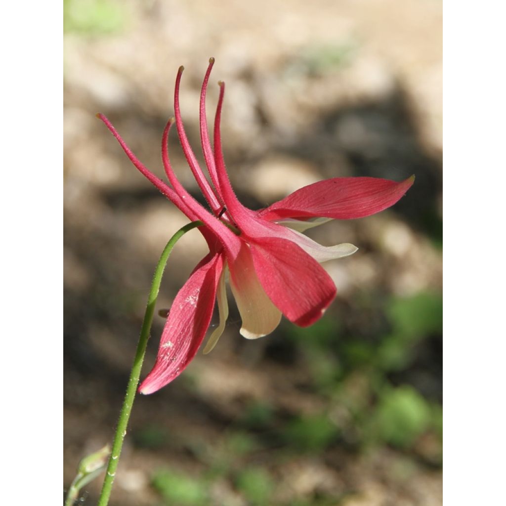 Aquilegia vulgaris Crimson Star