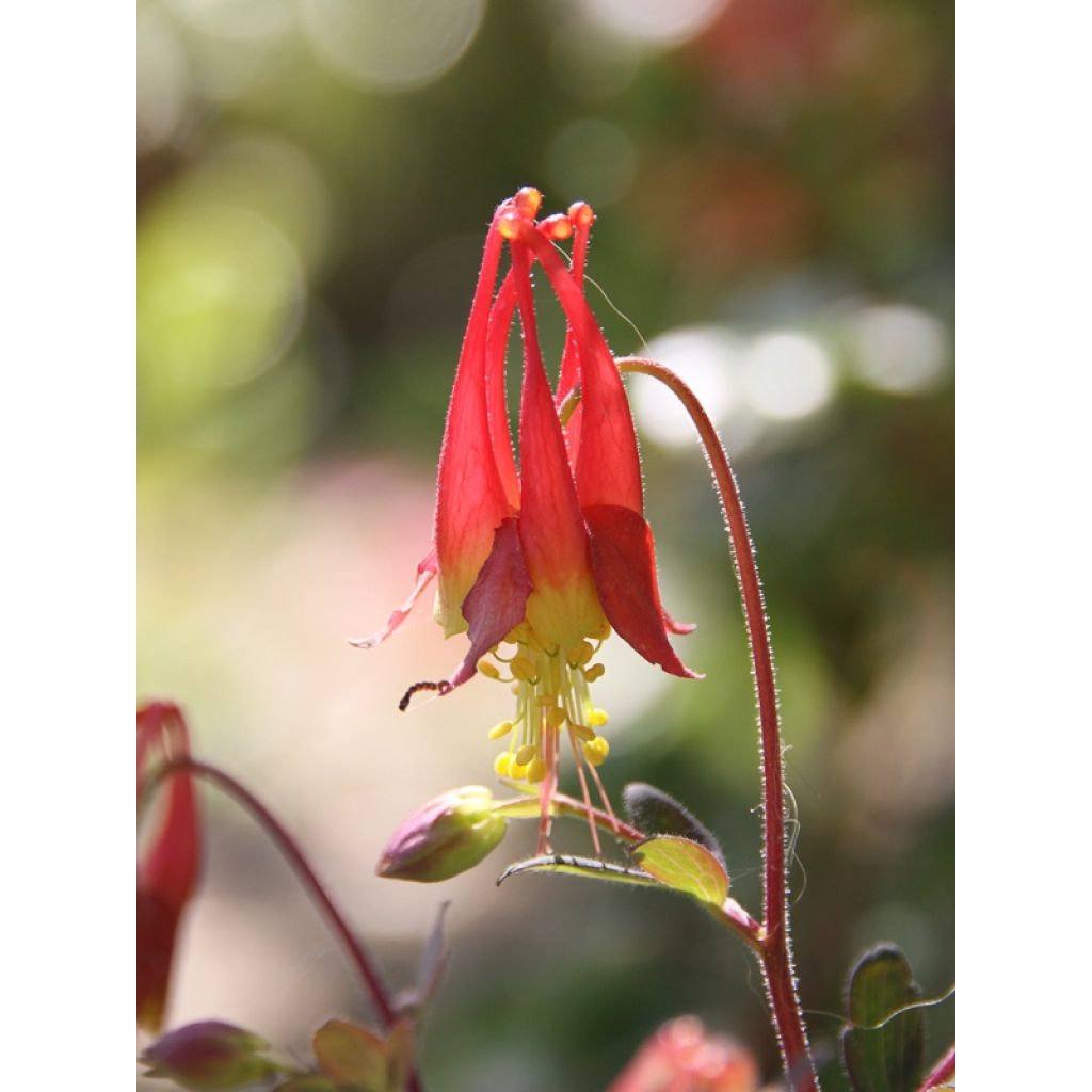 Aquilegia canadensis Little Lanterns