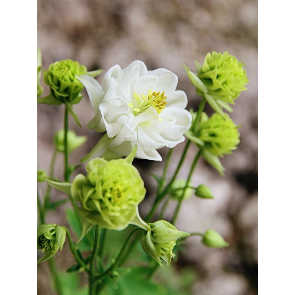 Aquilegia vulgaris Winky White and White