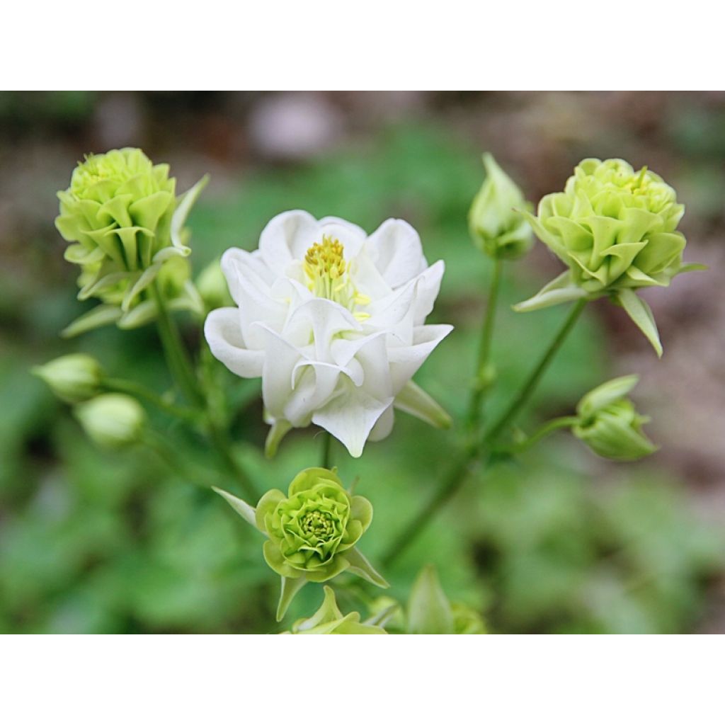 Aquilegia vulgaris Winky White and White