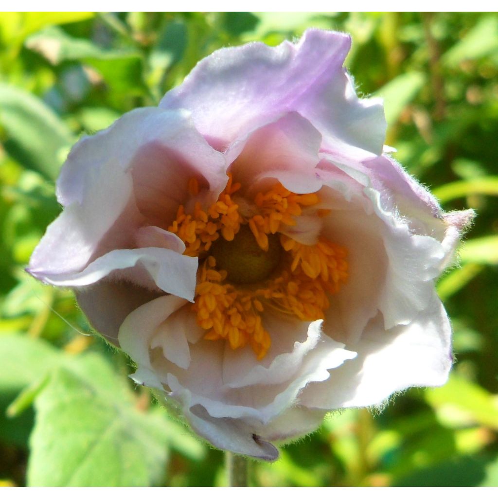 14-08-16 (plantée Mars2016)