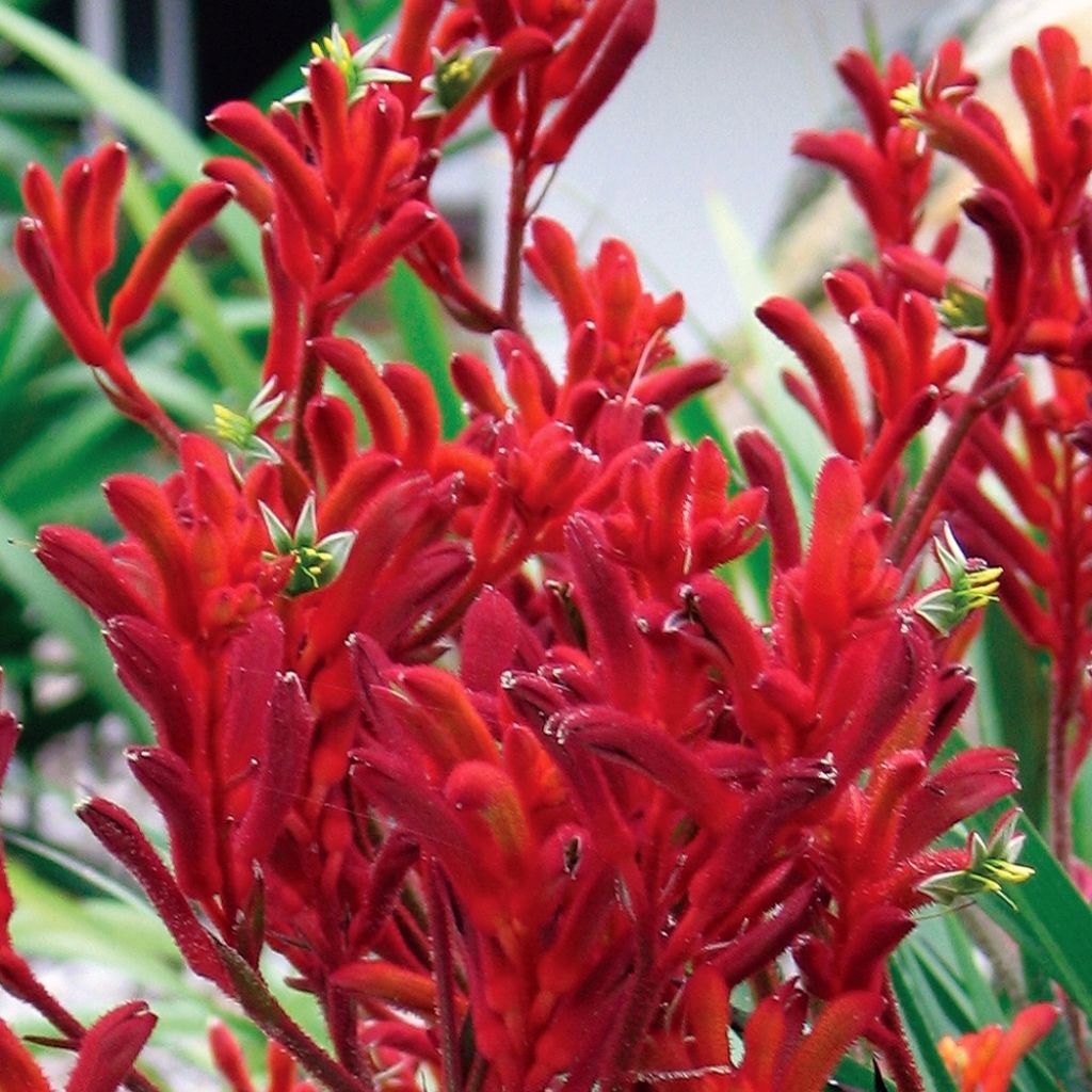 Anigozanthos flavidus Bush Inferno - Zampe di canguro