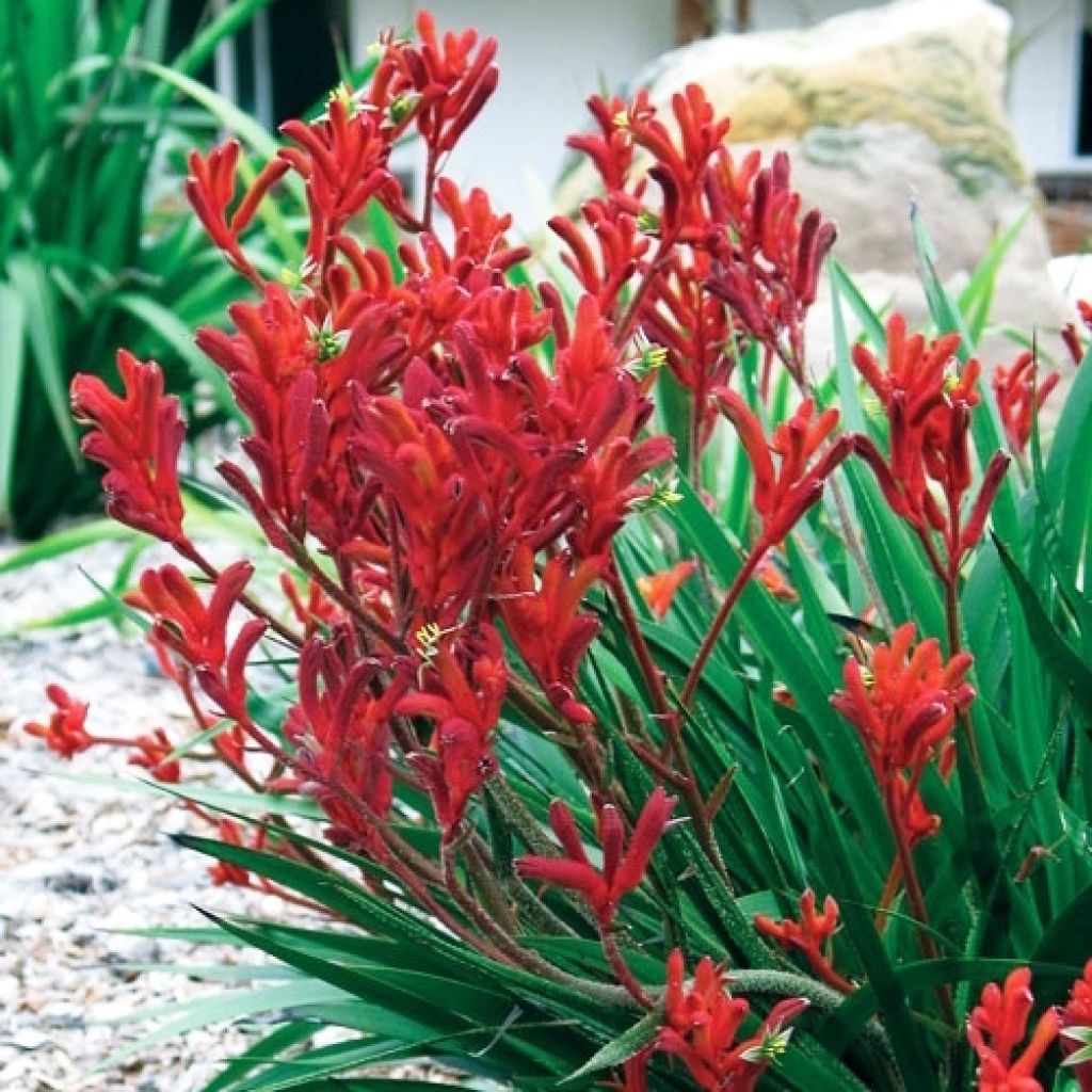 Anigozanthos flavidus Bush Inferno - Zampe di canguro